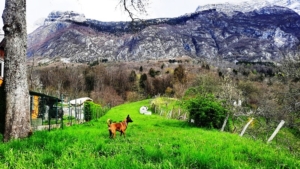 Bouwgrond te koop Dvor Bovec - Real Estate Slovenia